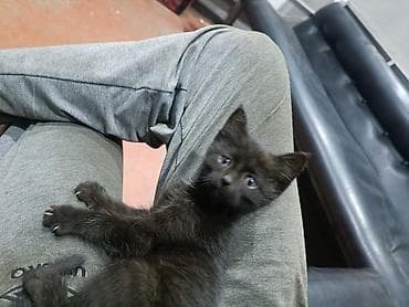 домашний животные: Кошка даром: Беспородная, 2 месяца, Девочка, Приучена к лотку — 7