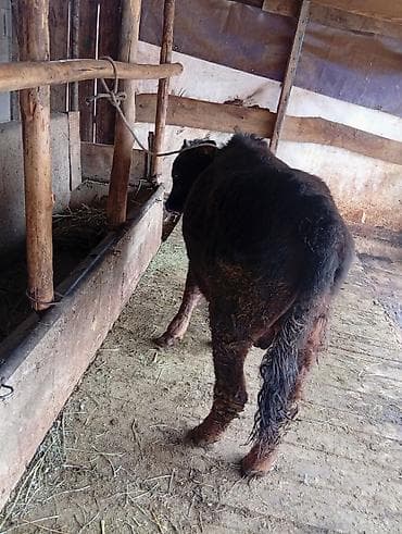 кормушки для птиц: Продаю | Корова (самка) | Для разведения | После отела — 5