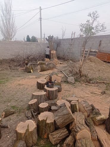 цены на строительные работы в бишкеке 2022: Услуги арбориста обследование дерева и экспертная оценка его — 10