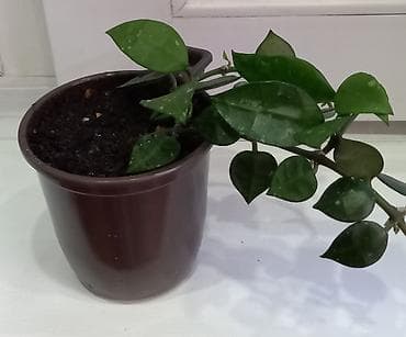 хойа: Хойя “Эскимо” (Hoya Eskimo) Адрес: Токтогула /Уметалиева - Лиана с — 5