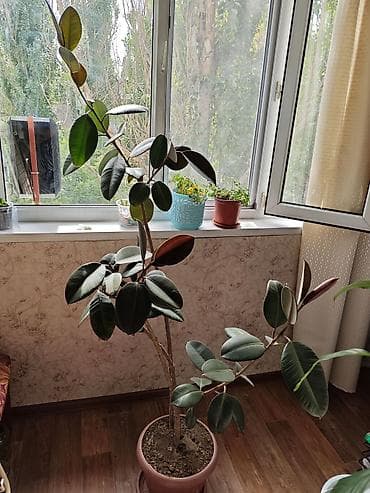 Фикусы: Фикус эластика (каучуконосный), комнатное дерево в горшке. - Сорт с — 6