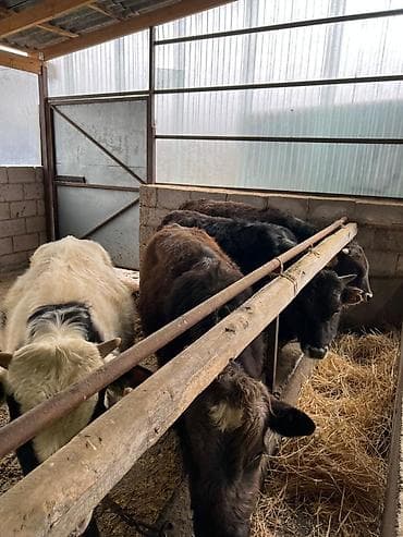 А/ч жаныбарларын сатам: Сатам | Бука (эркек) — 2