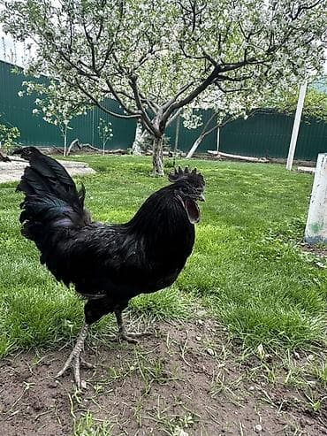 жаны асый: Сатам | Короздор | Көбөйтүү үчүн — 2