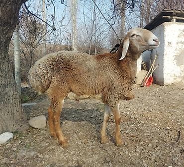 Башка жаныбарлар: Сатам | Ургаачы кой (ургаачы) | Көбөйтүү үчүн | Ургаачы — 2