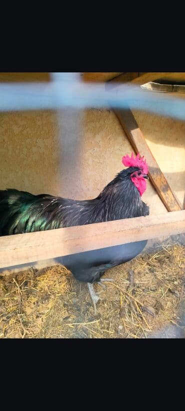 голубь птицы: Продаю | Петух | Для разведения — 2