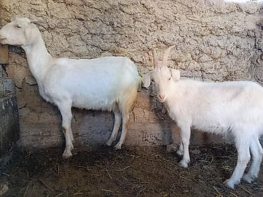 Продаю | Коза (самка) | Для разведения | Племенные at lalafo.kg Продаю | Коза (самка) | Для разведения | Племенные