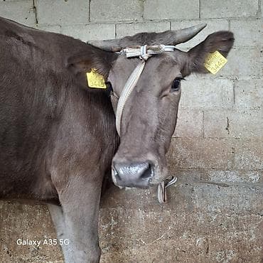 ит мышык: Сатам | Уй (ургаачы) | Швиц | Сүт алуу үчүн | Байланган — 5