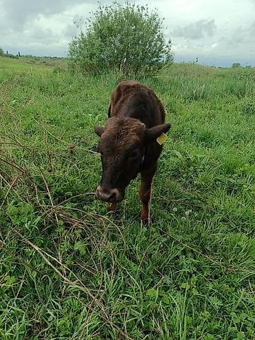 швиц теленок: Продаю | Музоо, торпок | Привязанные — 5