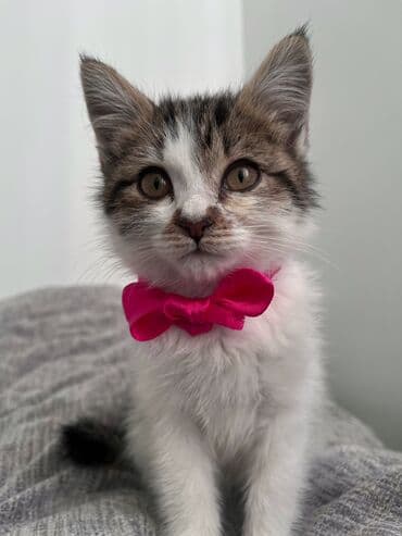 ак мышык: Мышык бекер берилет: Породасыз, 3 айлык, Ургаачы, Курттардан тазаланган, Лотокко барууга үйрөтүлгөн — 5