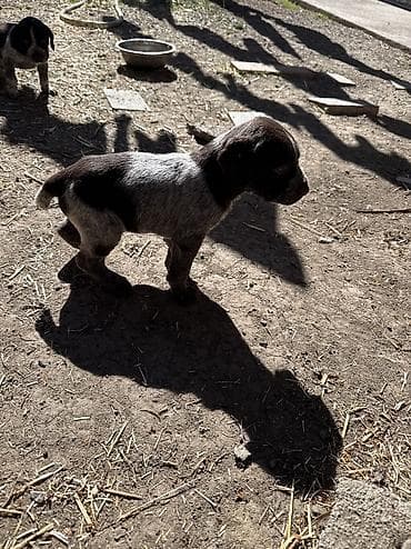 овчарка щенок купить: Дратхаар, 1 месяц, Самец — 3