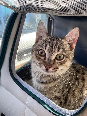 котята в канте: Отдам в ОЧЕНЬ добрые руки котят невероятной ласковости! Цветная — — 1