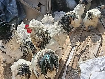 Животные: Продаю | Куры | Брама | Для разведения — 5