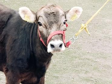 Аквариумдар: Сатам | Уй (ургаачы), Кунаажын | Швиц | Көбөйтүү үчүн, Сүт алуу үчүн | Асыл тукумдуу, Кысыр, Жасалма уруктандырылган — 1