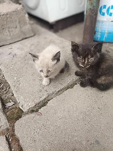 манчкин цена: Котята, помёт из трёх малышей. Отдам в хорошие, добрые — 3