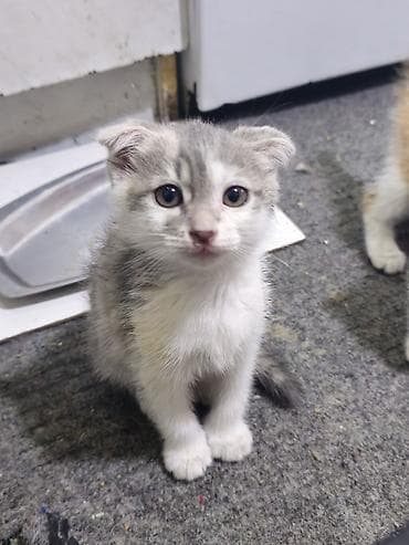 бурманская кошка: Продаю котят породы шотландская вислаухая . остались мальчик и — 2