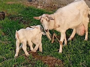 сыр козий: Продаю | Коза (самка) | Для разведения | Племенные — 6