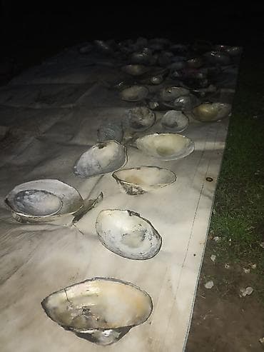 маркрвь на корм: Это раковины беззубок из них можно сделать украшение для аквариума — 3