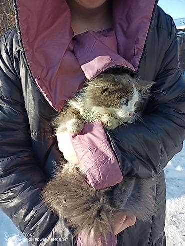 Мышык кууту: 4 айлык, Ургаачы, Биколор, Аргын — 2