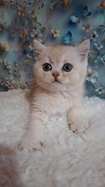скотишь страйт: Скотиш Страйт (Шотландская прямоухая), 2 месяца, Девочка, Приучена к лотку — 2