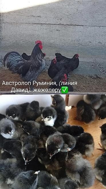 курен: Продаю | Цыплята | Несушки — 1