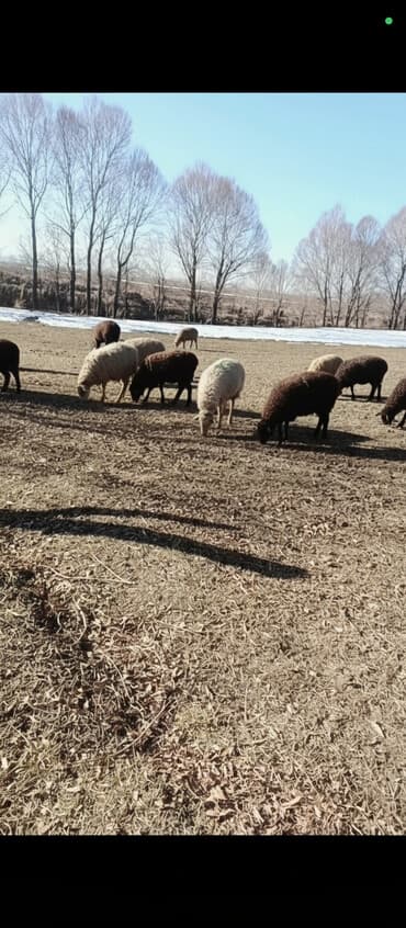 племенные коровы молочные купить: Продаю | Овца (самка) | Полукровка | Для разведения | Матка — 1