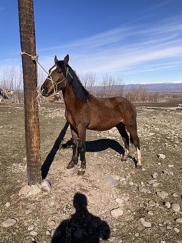 декаративный кролик: 1.5 жаш жазга кунан — 1