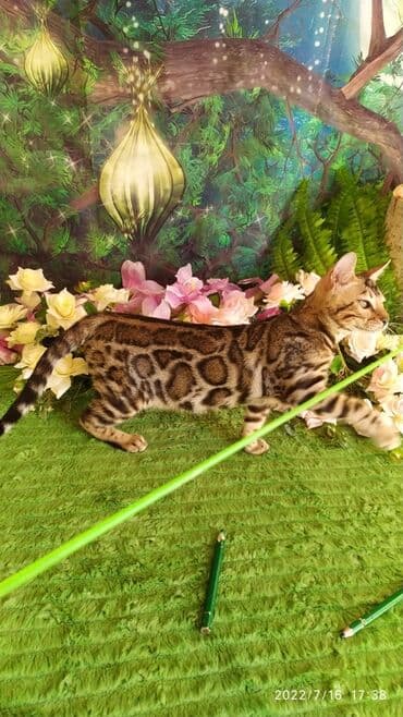 бенгальский леопардовый кот: Бенгальский котик Мальчик. 5мес. Невероятно красивый контрастный с — 23