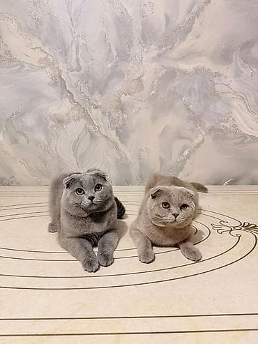 собаки бишкек: Шотландские вислоухие кошки (Scottish Fold) - Порода: шотландская — 1