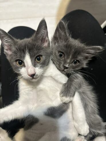 Кошка даром: Беспородная, 2 месяца, Девочка, Приучена к лотку