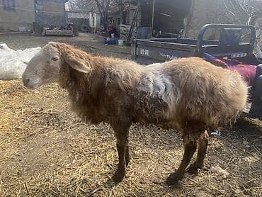 куплю баран: Продаю | Баран (самец) | Арашан — 3