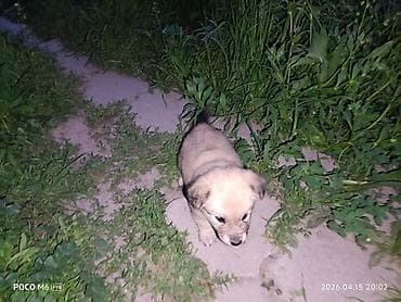 щенята даром: Щенки -дворняжкиДевочки все 5-недель,звотночки- будут среднего — 6