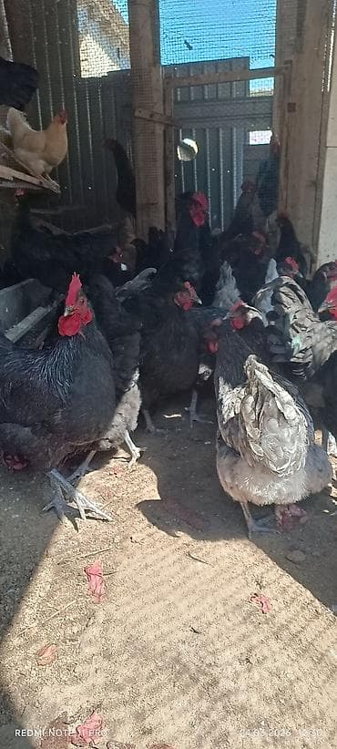 кошки сиамские: Продаю | Петух | Для разведения — 7