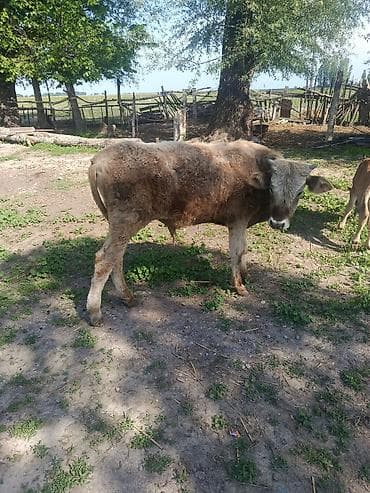 породистые собаки в бишкеке: Продаю | Бык (самец) | Полукровка | На откорм — 1