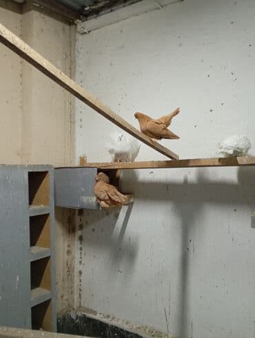 голубе: Продаю голубей и уток порода Мандаринки — 9