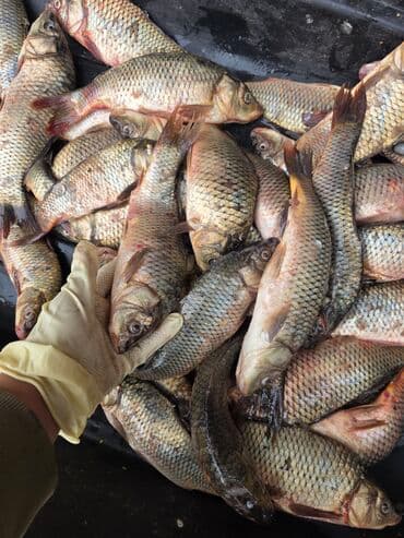 ведро эмалированное с крышкой 10л цена бишкек: Свежий, До 1 кг, Самовывоз — 1