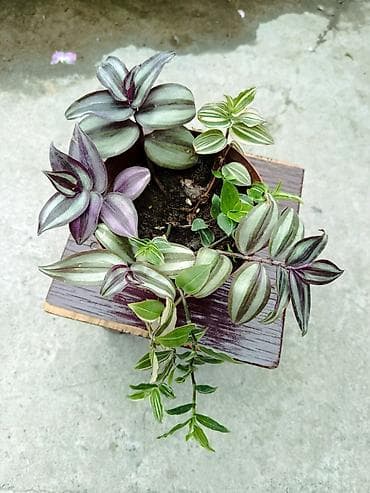Үй жана бакча: Tradescantia (традесканция) в горшке — микс из нескольких сортов — 1