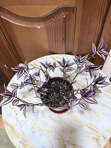 аглаонему: Аглаонема розово-зелёная (вариагатные формы) Декоративно-лиственное — 9