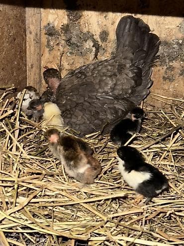 купить александрийского попугая: Продаю | Куры | Домашняя | Для разведения — 2