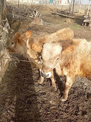 раки купить: Продаю | Бык (самец), Тёлка | На откорм | Привязанные — 2