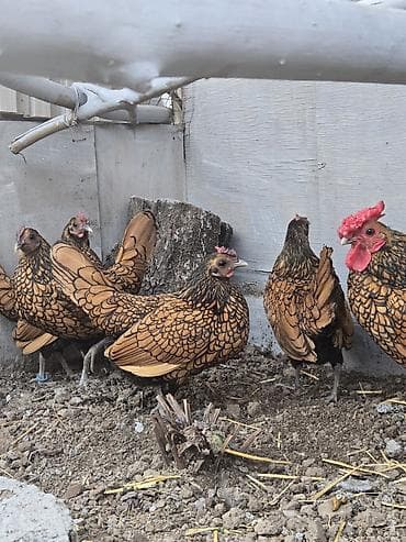 кохинхин куры: Продаю | Куры | Для разведения — 5