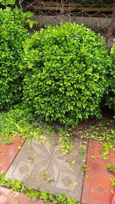 Самшит: Самшит вечнозелёный (Buxus sempervirens), сформированные шаровидные — 4