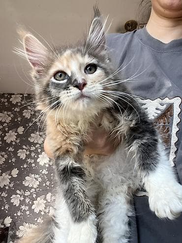 кошка продаётся: Мощные котята Мейн Куна с полным пакетом документов подтверждающие — 3