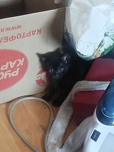 Үй жаныбарлары: Отдаём в добрые руки котят от домашней кошки. Описание: - Два — 2