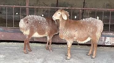 Продаю | Овца (самка) | Арашан | Для разведения | Племенные