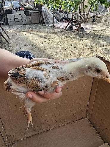 дакан корз: Продаю | Цыплята | Бойцовая, Дакан | Для разведения — 2