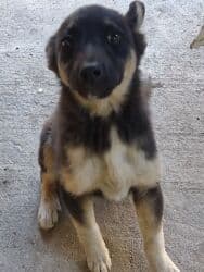 щенки ризеншнауцера в дар: Отдам даром щенка. Девочка, 3 месяца — 5