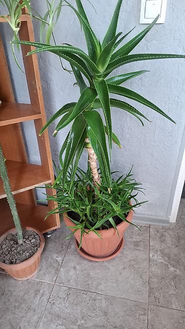 алоэ вера кыргызстан: Продаю Алоэ Лечебный возраст 5 лет — 1