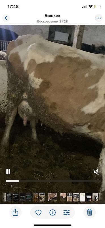 для быков: Продаю | Корова (самка) | Для молока | Привязанные — 7