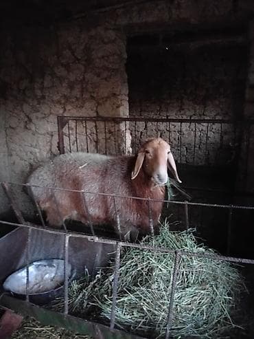 сибирская дымчатая кошка: Продаю | Баран (самец) | Арашан — 6