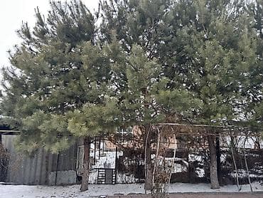 Ашкана буюмдары: Көчөттөр дарактардын: Кызыл карагайлар — 2